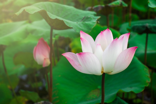 Lotus Flower