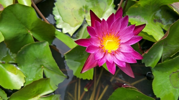 Lotus Flower 