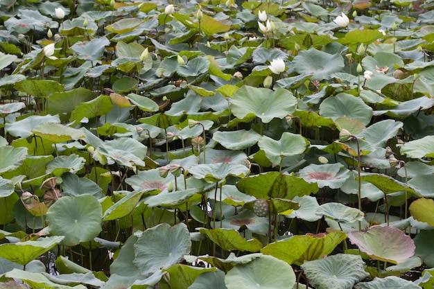 Lotus flowers and beautiful lotus leaves