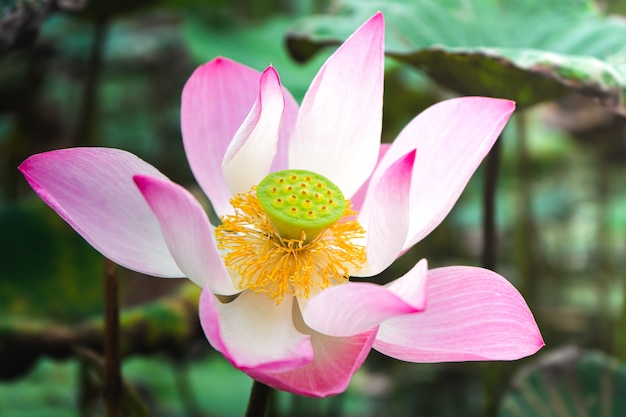 Lotus flowers blooming in the pond