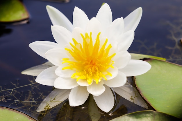 Lotus flowers closeup.