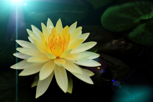  The lotus flowers in the water have blue light reflections.