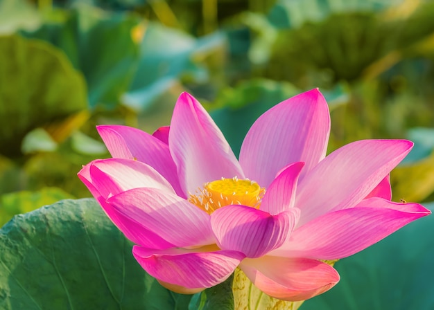 Lotus is blooming and the morning light