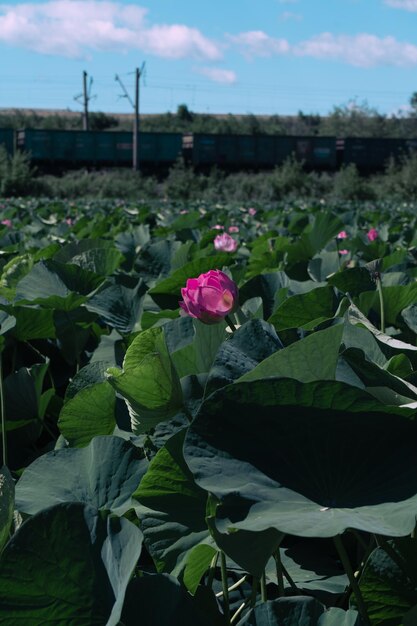 Lotus Lake