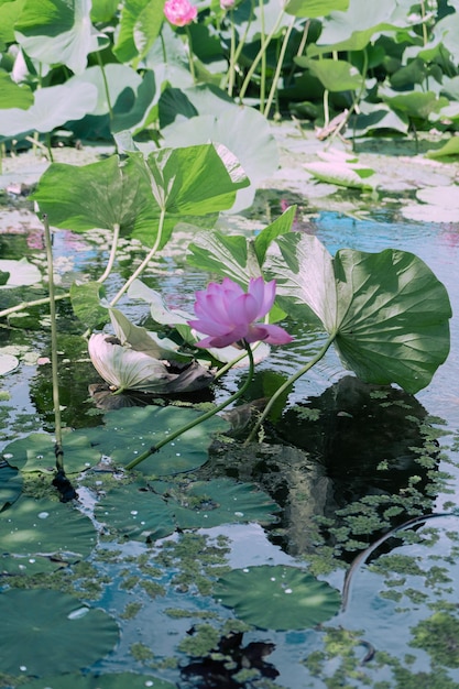 Lotus Lake