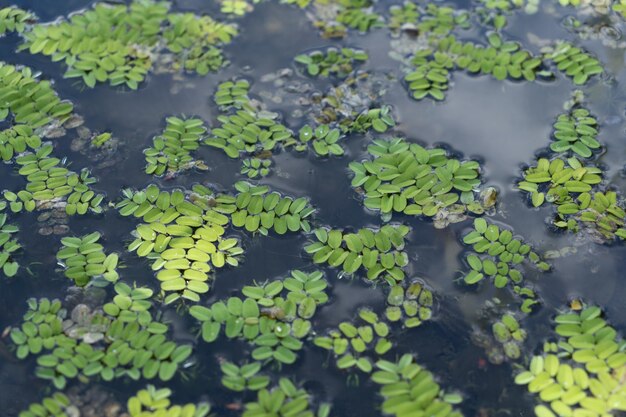 Lotus Lake