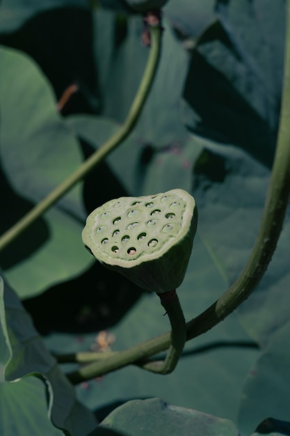 Lotus Lake