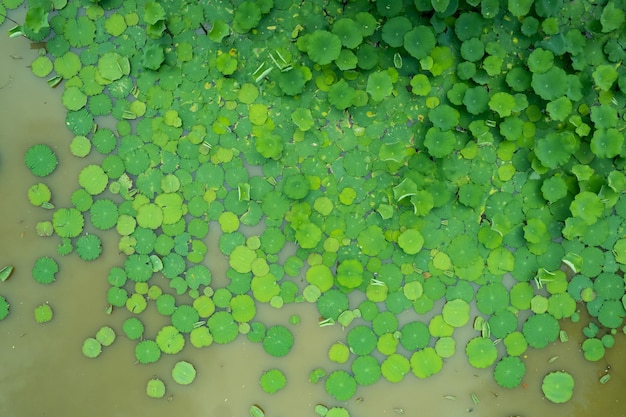 Lotus leaf background green leaf