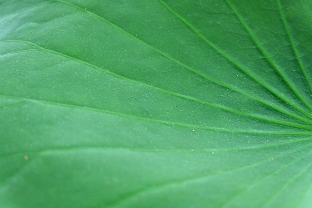 Lotus leaf texture 