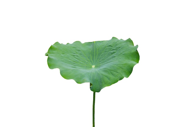 Lotus leaf Water lily pond