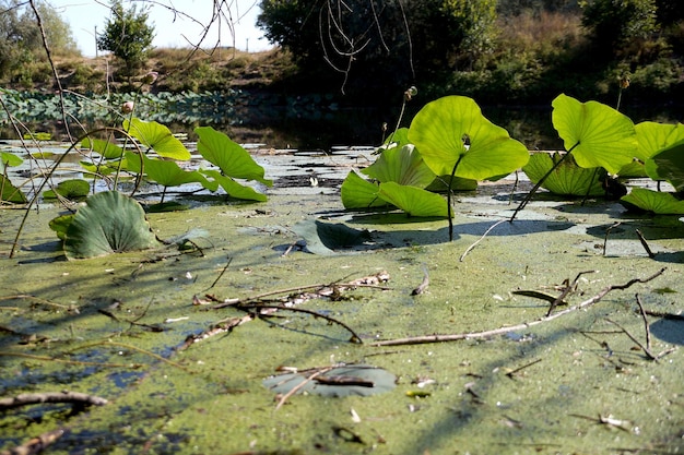 Lotus leaves on a lotuses field in a flood plain of the Volga River