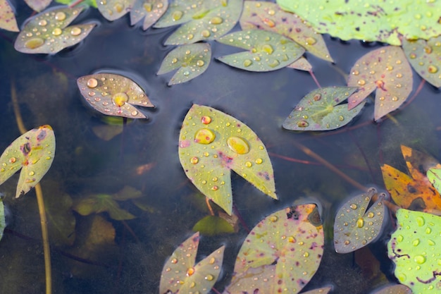 Lotus leaves Water lily pond