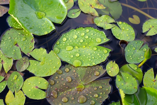 Lotus leaves with raindrops Water lily pond