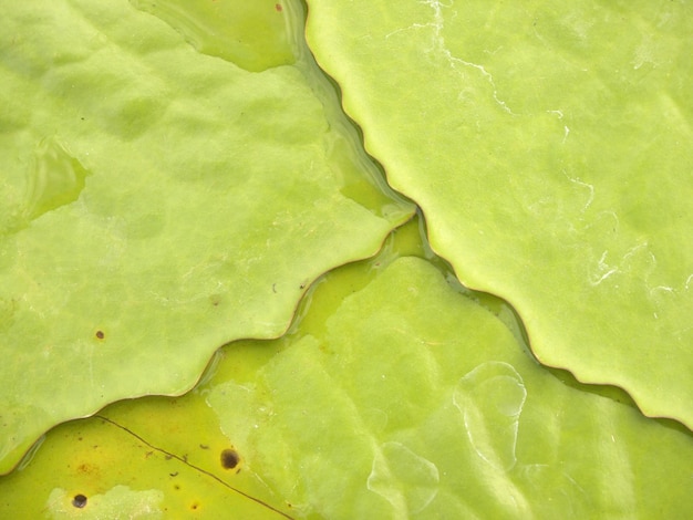 Photo lotus leaves