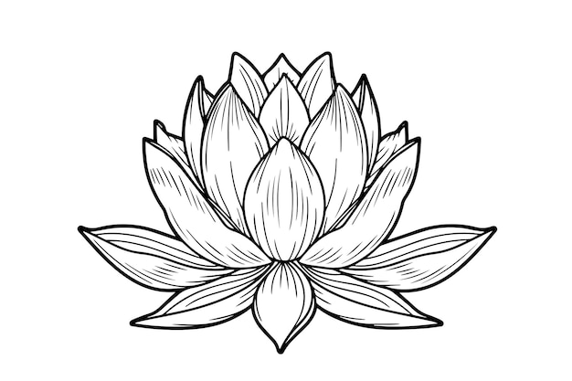 A lotus lily water flower in a vintage woodcut engraved etching style vector illustration