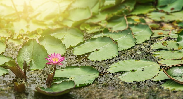 Lotus in the lotus lake