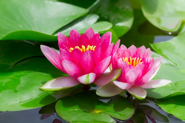 Lotus (Nymphaea,Waterlily)  in the Garden