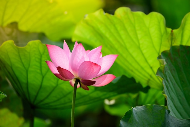 Lotus pink color Blossoming in the lotus pond.