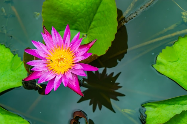 Lotus pink water droplets stick flowers and leaves. After the rain.