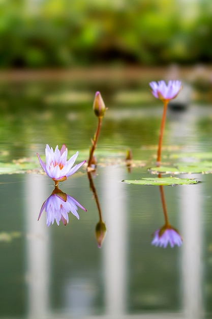 Lotus plant located in Bandung, Indonesia