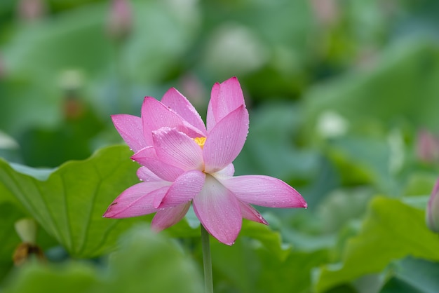 Lotus in rainy days with raindrops