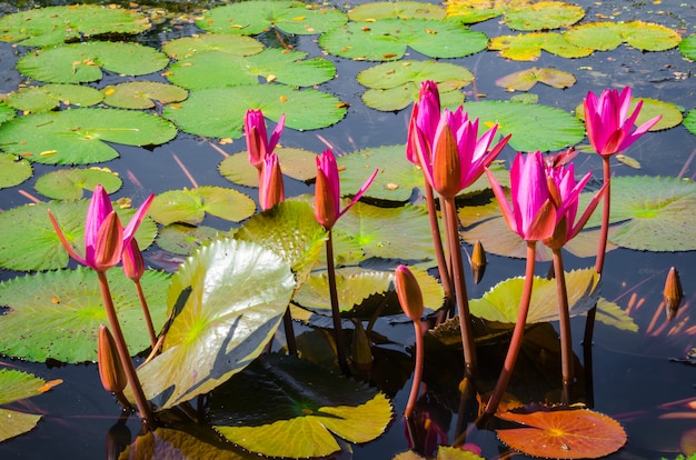 Lotus swamp