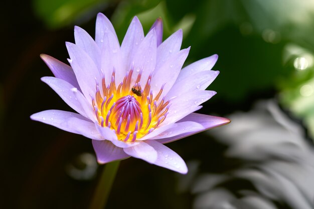 The lotus (water lily) blossom in the morning every day. 