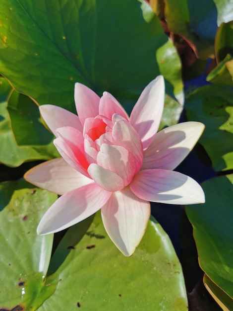 Lotus or water lily in pond