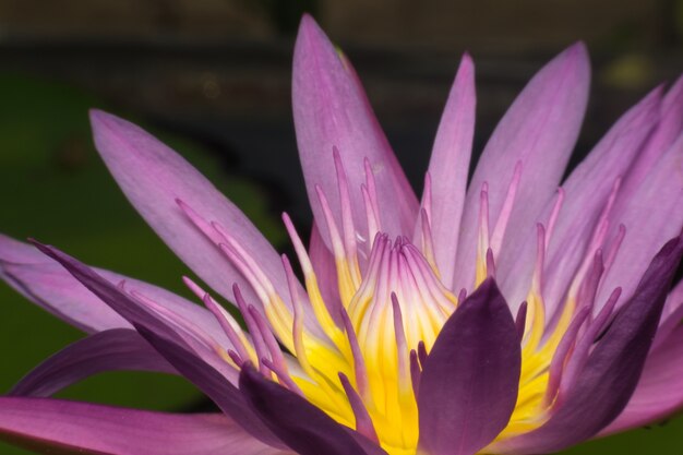 Lotus waterlily flower purple color, Naturally beautiful flowers in the garden