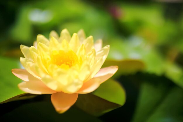 Photo lotus with leaves on the water in the pond