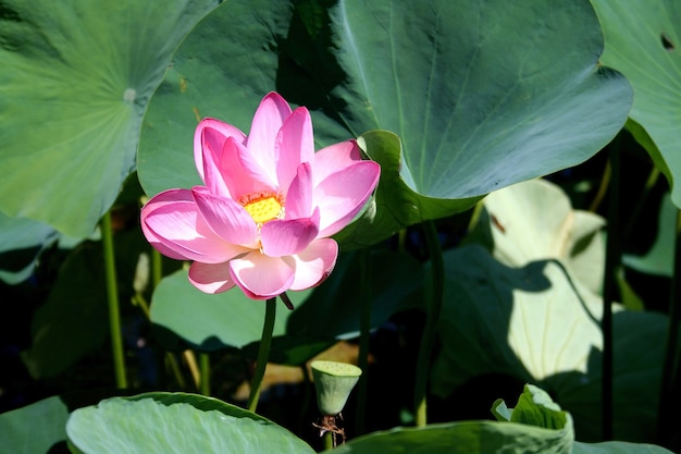 Lotuses in the Volga River flood plain in the Astrakhan region in Russia