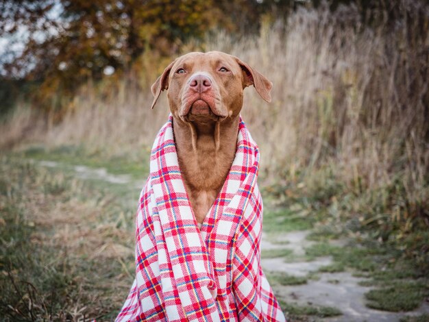 Lovable dog sitting on the grass Autumn