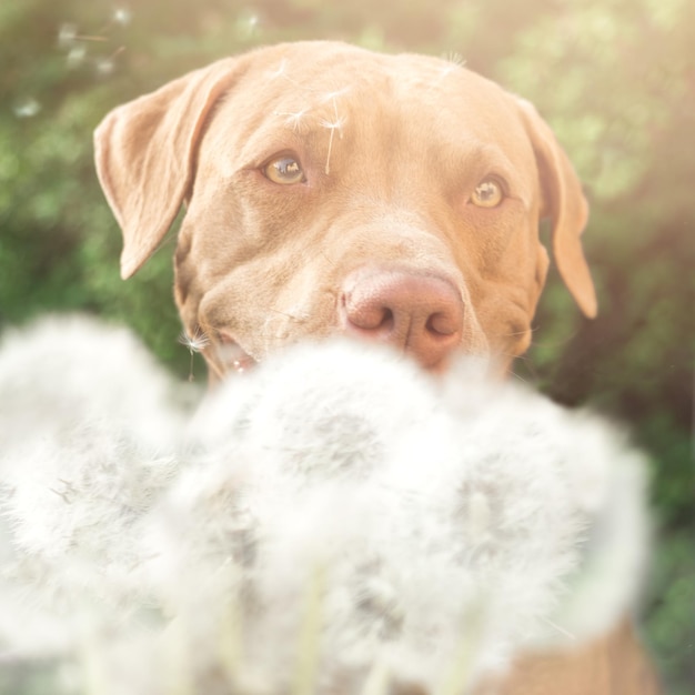 Lovable pretty brown puppy and beautiful dandelions