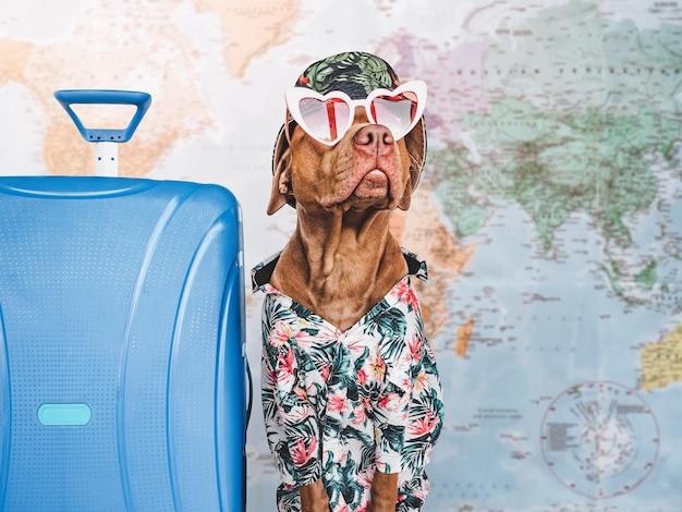 Lovable pretty brown puppy and blue suitcase