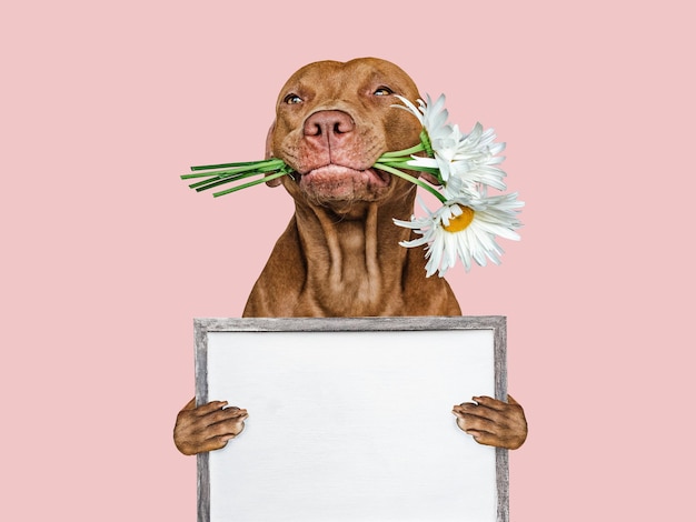 Lovable pretty brown puppy bouquet of flowers and empty board for your inscriptions Closeup indoors studio photo Congratulations for family loved ones relatives friends and colleagues