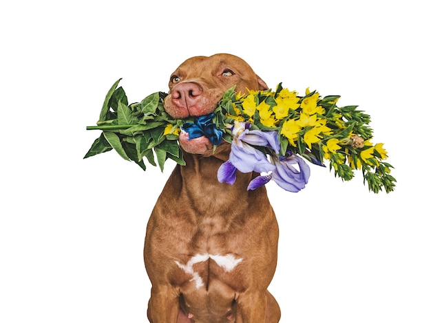 Lovable pretty brown puppy and bright flowers