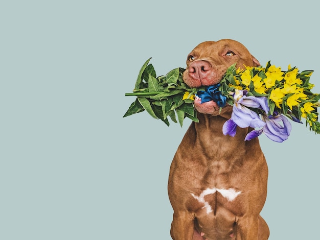 Lovable pretty brown puppy and bright flowers