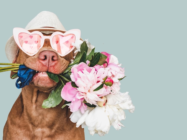 Lovable pretty brown puppy and bright flowers