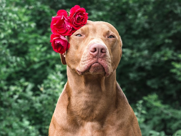 Lovable pretty brown puppy and bright flowers