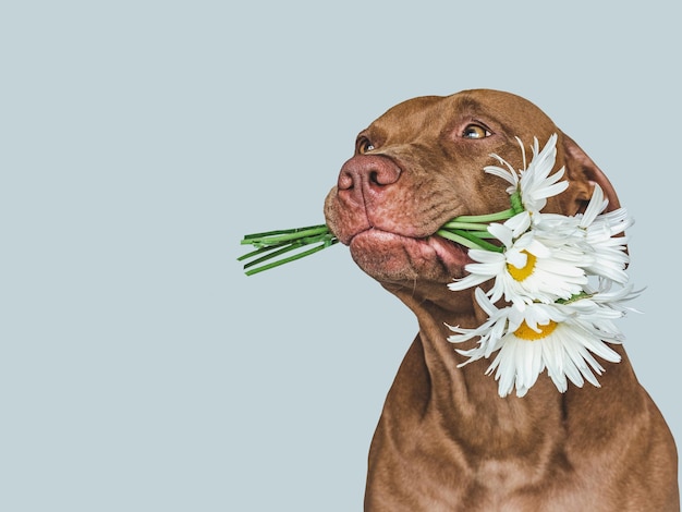 Lovable pretty brown puppy and bright flowers