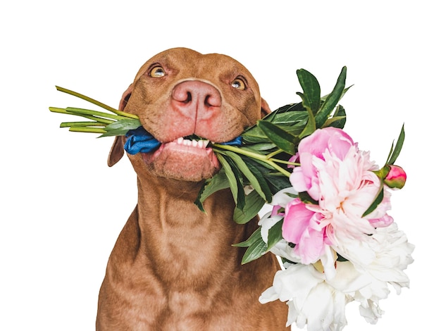 Lovable pretty brown puppy and bright flowers