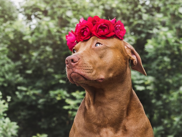 Lovable pretty brown puppy and bright flowers