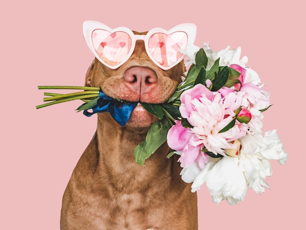 Lovable pretty brown puppy and bright flowers