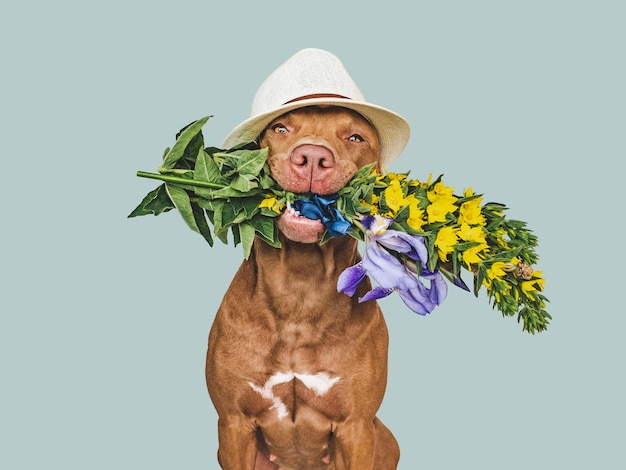 Lovable pretty brown puppy and bright flowers