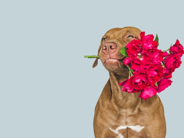 Lovable pretty brown puppy and bright flowers