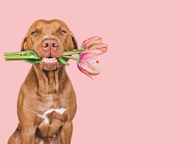 Lovable pretty brown puppy and bright flowers