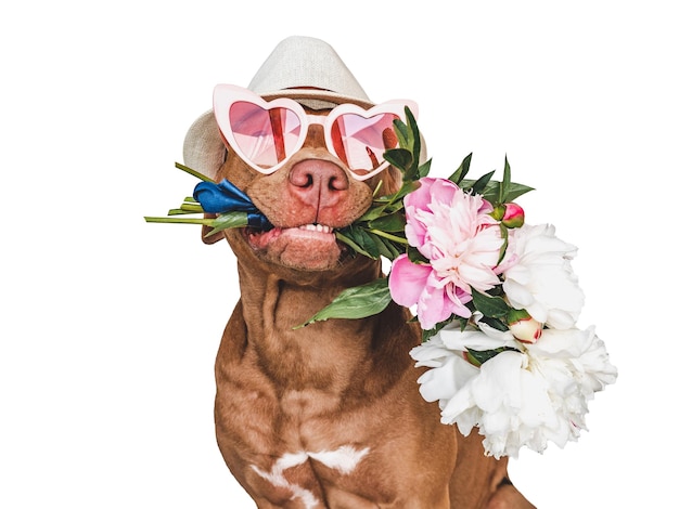 Lovable pretty brown puppy and bright flowers