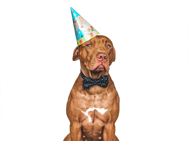 Lovable pretty brown puppy party hat and bow tie