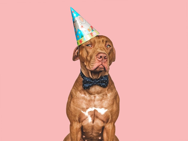 Lovable pretty brown puppy party hat and bow tie