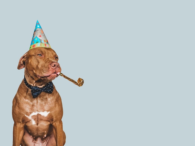 Lovable pretty brown puppy party hat and bow tie